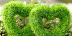 مدل سبزه عید + بهترین ایده ها برای کاشتن و تزیین سبزه عید به سبک امسال