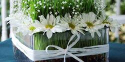 مدل سبزه عید + بهترین ایده ها برای کاشتن و تزیین سبزه عید به سبک امسال
