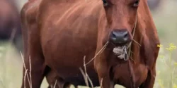 تعبیر خواب گاو برای دختر مجرد و زن متاهل از نظر روانشناسی