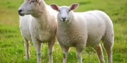 تعبیر خواب گوسفند برای دختر مجرد و زن متاهل از نظر روانشناسی