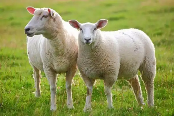 تعبیر خواب گوسفند برای دختر مجرد و زن متاهل از نظر روانشناسی
