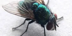 تعبیر خواب حشره برای دختر مجرد و زن متاهل از نظر روانشناسی