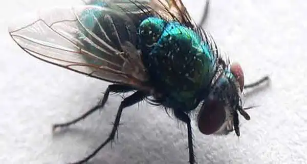 تعبیر خواب حشره برای دختر مجرد و زن متاهل از نظر روانشناسی