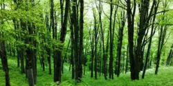 تعبیر خواب جنگل برای دختر مجرد و زن متاهل از نظر روانشناسی