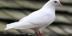 تعبیر خواب کبوتر برای دختر مجرد و زن متاهل از نظر روانشناسی