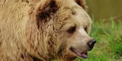 تعبیر خواب خرس برای دختر مجرد و زن متاهل از نظر روانشناسی