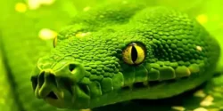 تعبیر خواب مار برای دختر مجرد و زن متاهل از نظر روانشناسی