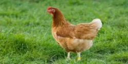 تعبیر خواب مرغ برای دختر مجرد و زن متاهل از نظر روانشناسی