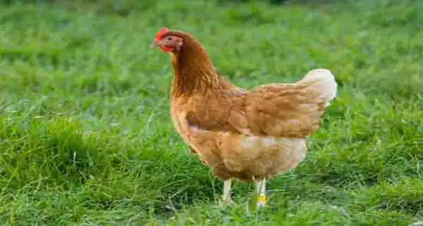 تعبیر خواب مرغ برای دختر مجرد و زن متاهل از نظر روانشناسی