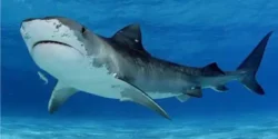 تعبیر خواب نهنگ برای دختر مجرد و زن متاهل از نظر روانشناسی