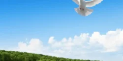 تعبیر خواب پرواز برای دختر مجرد و زن متاهل از نظر روانشناسی