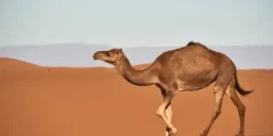 تعبیر خواب شتر برای دختر مجرد و زن متاهل از نظر روانشناسی