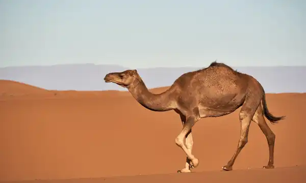 تعبیر خواب شتر برای دختر مجرد و زن متاهل از نظر روانشناسی