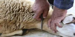 تعبیر خواب ذبح برای دختر مجرد و زن متاهل از نظر روانشناسی