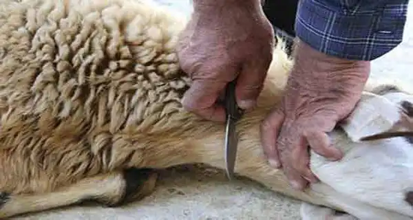 تعبیر خواب ذبح برای دختر مجرد و زن متاهل از نظر روانشناسی