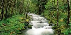 تعبیر خواب آب روان + برای دختر مجرد و زن متاهل از نظر روانشناسی