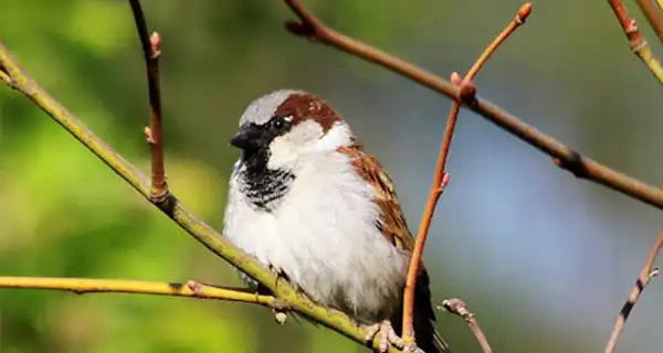 تعبیر خواب گنجشک+ برای دختر مجرد و زن متاهل از نظر روانشناسی