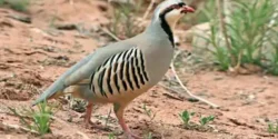 تعبیر خواب کبک+ برای دختر مجرد و زن متاهل از نظر روانشناسی