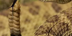 تعبیر خواب نیش زدن مار + برای دختر مجرد و زن متاهل از نظر روانشناسی