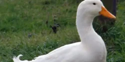 تعبیر خواب اردک + برای دختر مجرد و زن متاهل از نظر روانشناسی