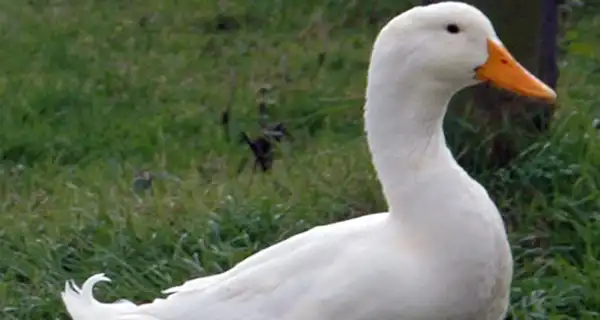 تعبیر خواب اردک+ برای دختر مجرد و زن متاهل از نظر روانشناسی
