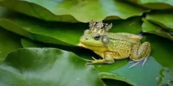 تعبیر خواب وزغ + برای دختر مجرد و زن متاهل از نظر روانشناسی