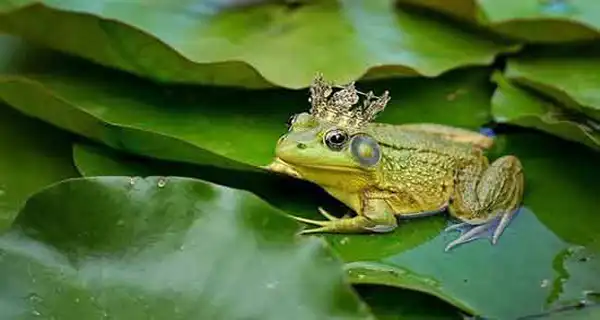 تعبیر خواب وزغ+ برای دختر مجرد و زن متاهل از نظر روانشناسی